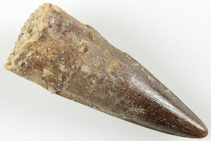 1.8" Spinosaurus Tooth - Real Dinosaur Tooth